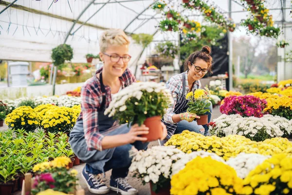 Két Gyönyörű Kaukázusi Virágkereskedések Kötények Guggizálás Gazdaság Edények Virágok Üvegházhatást — Stock Fotó
