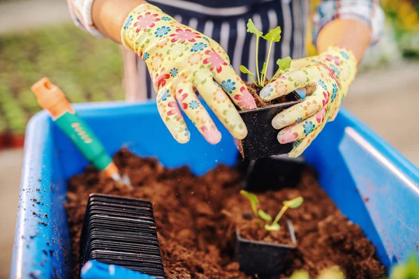 Gros Plan Fleuriste Femelle Plantant Des Fleurs Serre — Photo