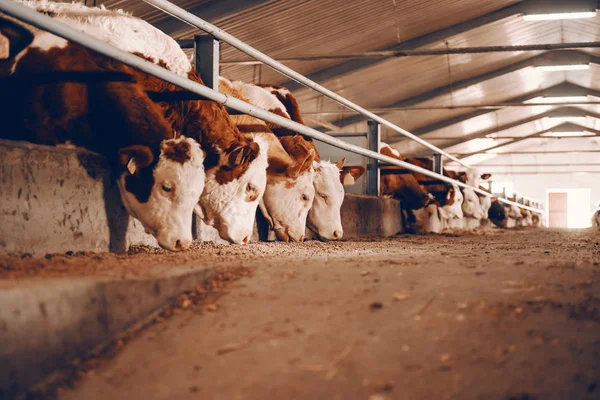 Yan Görünümü Hayvan Çiftliği Yemek Yeme Buzağıların Endüstrisi Kavramı — Stok fotoğraf