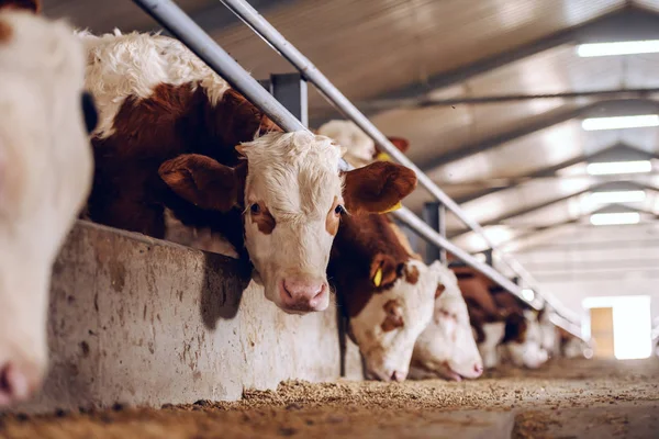 Cute White Brown Calf Looking Camera Barn Meat Industry Concept — Stock Photo, Image