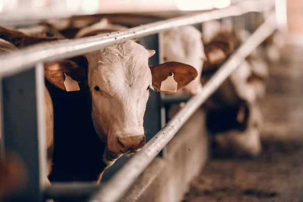 カメラを見て納屋で子牛のクローズアップ 耳のタグに 食肉生産コンセプト — ストック写真
