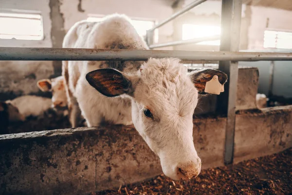 Feche Bezerro Celeiro Olhando Para Câmera Auricular Conceito Produção Carne — Fotografia de Stock