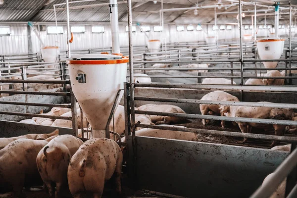 Imagen Muchos Cerdos Adultos Gordos Comiendo Granero Animales Concepto Producción — Foto de Stock