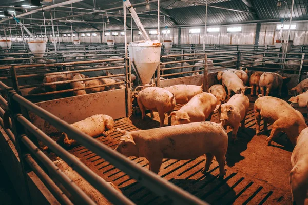 Muitos Porcos Barracão Animais Comendo Deitados Conceito Indústria Carne — Fotografia de Stock