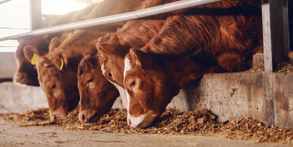 Крупный План Телят Животноводческой Ферме Поедающих Пищу Концепция Мясной Промышленности — стоковое фото