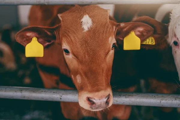 Close Cute Curious Calf Tags Ears Looking Camera Byre Interior — Stock Photo, Image