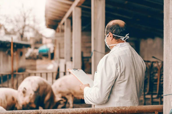 Veterinario Con Abrigo Blanco Máscara Protectora Portapapeles Control Cerdos Mientras —  Fotos de Stock