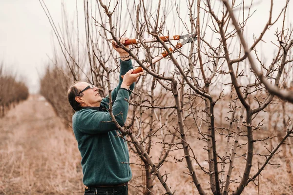 Agrónomo Caucásico Con Gafas Poda Del Árbol Frutal Huerto — Foto de Stock