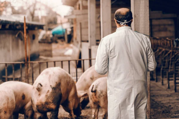 Veterinário Sênior Uniforme Proteção Cote Com Costas Viradas Verificação Porcos — Fotografia de Stock