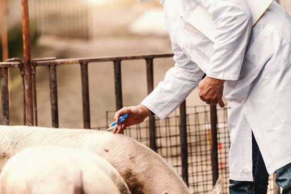 Vétérinaire Manteau Blanc Tenant Presse Papiers Sous Aisselle Injectant Porc — Photo