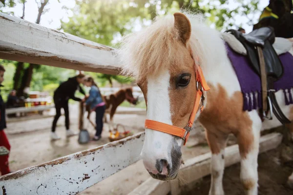 Rozkošný Bílý Hnědý Poník Stojí Vedle Plotu Exteriér Ranče — Stock fotografie