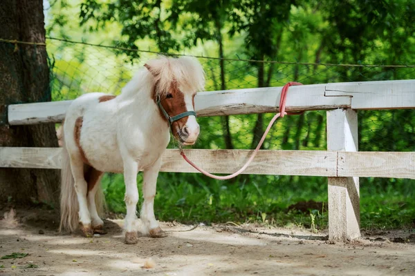Adorable Caballo Pony Blanco Marrón Pie Junto Cerca Exterior Del — Foto de Stock