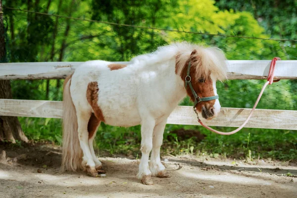 Adorable Caballo Pony Blanco Marrón Pie Junto Cerca Exterior Del — Foto de Stock