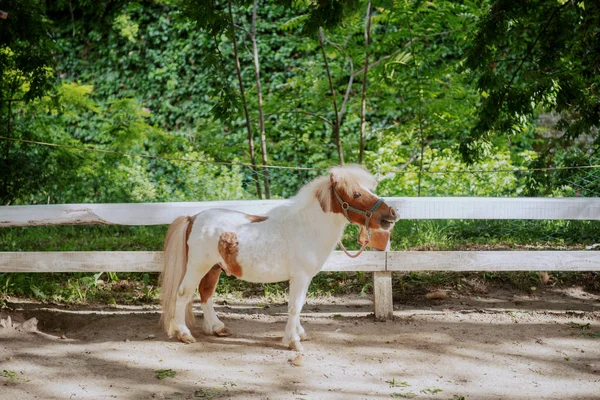 Entzückendes Weißes Und Braunes Pony Das Neben Dem Zaun Steht — Stockfoto