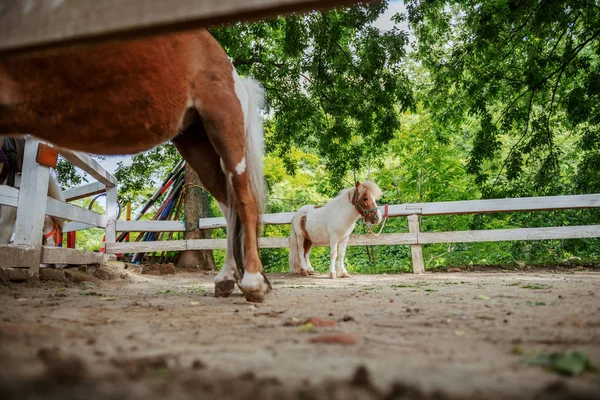 Imagen Caballos Pony Adorables Parados Aire Libre Cerca Cerca — Foto de Stock