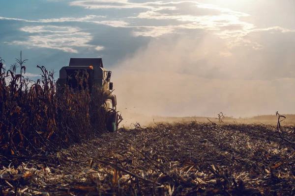 Picture Harvester Corn Field Harvesting Autumn Husbandry Concept — Stock Photo, Image