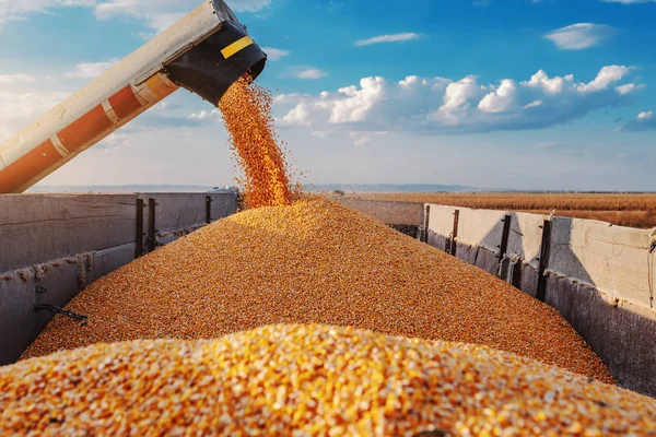 Maschine Zum Trennen Von Maiskörnern Bei Der Feldarbeit Und Füllen — Stockfoto