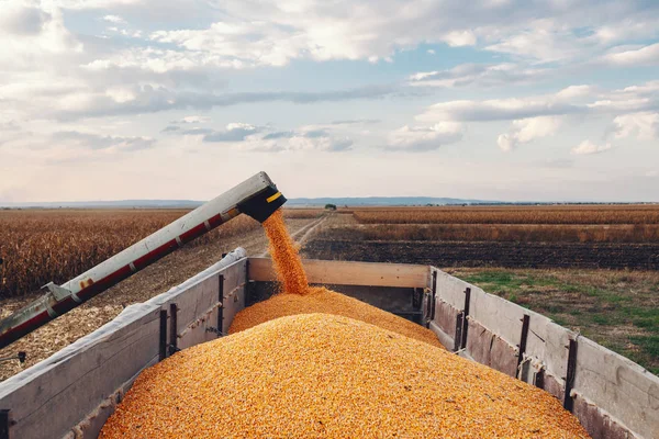 フィールドで作業トウモロコシの穀物を分離し トウモロコシでトラクタートレーラーを充填するためのマシン 秋の時間だ夫の概念 — ストック写真