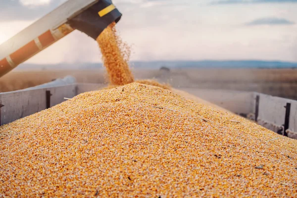 Machine for separating corn grains working on field and filling tractor trailer with corn. Autumn time. Husbandry concept.