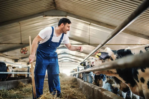 Full length of handsome caucasian farmer in overall feeding calves with hay. Stable interior.