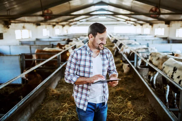 Handsome Caucasian Farmer Plaid Shirt Jeans Using Tablet Looking Calves — Stock Photo, Image