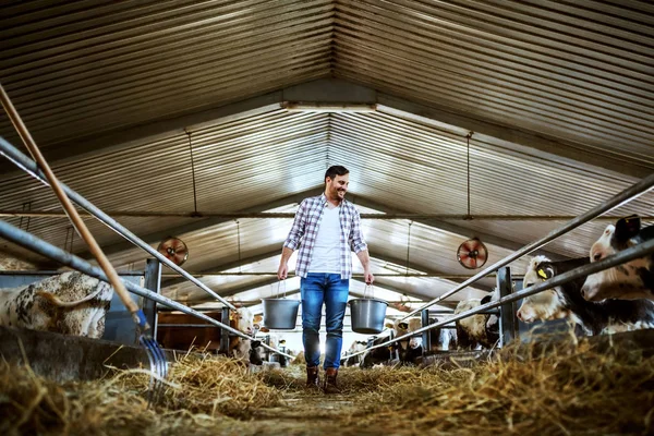 Full length of handsome caucasian farmer in plaid shirt and jeans holding buckets in hands with animal food. Stable interior.