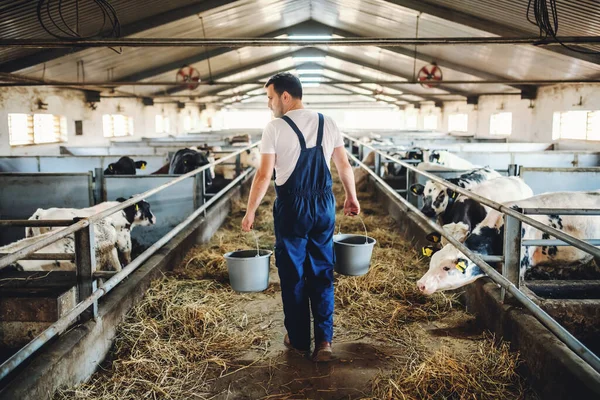 Rear View Handsome Caucasian Farmer Overall Holding Buckets Hands Animal — Stock Photo, Image