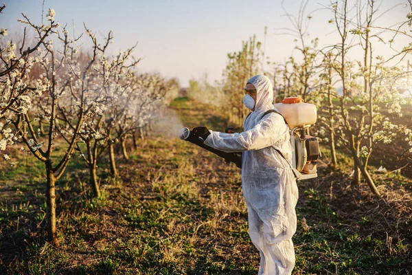 Cultivador Frutas Traje Protector Mascarilla Caminando Por Huerto Con Máquina — Foto de Stock