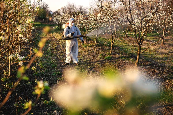 Cultivador Frutas Traje Protector Mascarilla Caminando Por Huerto Con Máquina — Foto de Stock