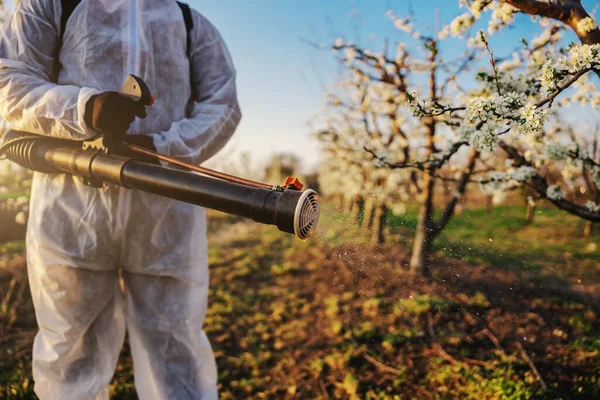 Fruitkweker Beschermpak Masker Loopboomgaard Met Bestuivingsmachine Zijn Rug Bomen Besproeien — Stockfoto