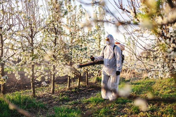 Man in protective suit and mask walking trough orchard with pollinator machine on his backs and spraying trees with pesticides.