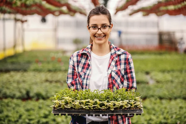 Joven Empresario Sonriente Pie Invernadero Sosteniendo Plantones Mirando Cámara — Foto de Stock