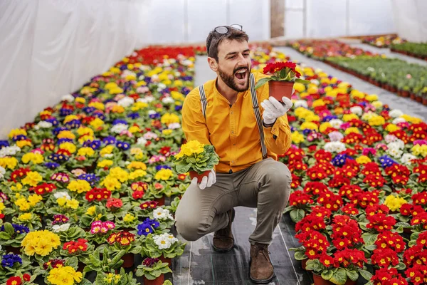 Joven Florista Masculino Agachándose Invernadero Eligiendo Entre Flores Rojas Amarillas — Foto de Stock