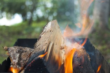 Yakacak odun mangal suny gün ormanda