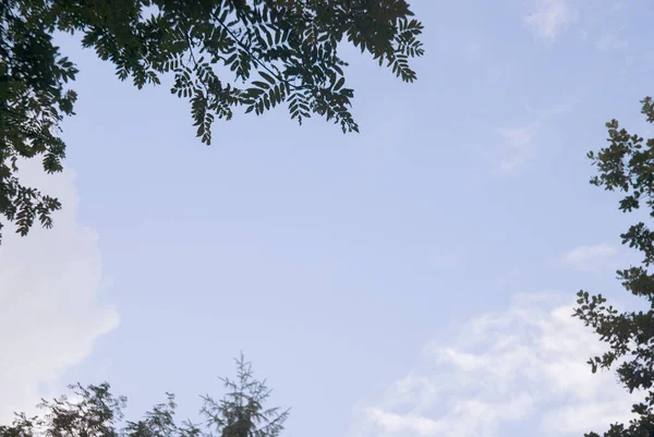 Zomer silhouet van bomen op de achtergrond van de blauwe lucht met een copyspace — Stockfoto