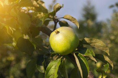 Yeşil elma suny günde bir ağaç üzerinde.