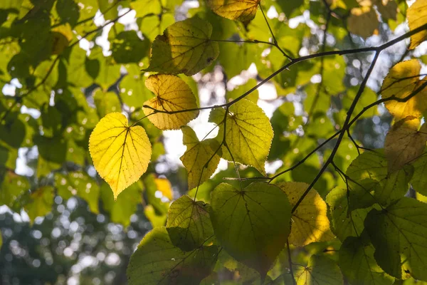 Herfst gele blaadjes aan de boom. — Stockfoto