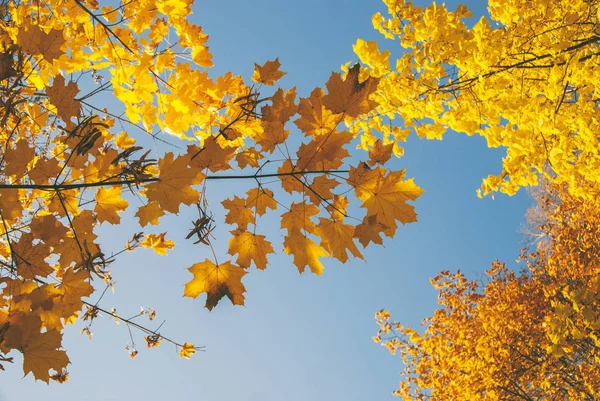 Herfst gele bladeren aan een boom in zonnige dag. Van weergave — Stockfoto