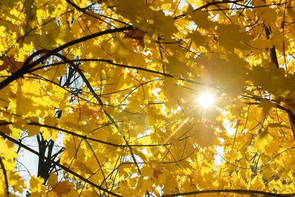 Herfst gele bladeren aan een boom in zonnige dag — Stockfoto
