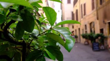 Roma, İtalya, üzerinde 28 Haziran 2018 4k yürüyen turist ile sokak yaşam video ve yeşil doğa tarihi şehir sokakta 