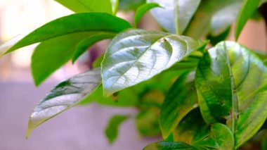 Roma, İtalya, üzerinde 28 Haziran 2018 4k yürüyen turist ile sokak yaşam video ve yeşil doğa tarihi şehir sokakta 