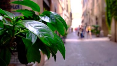 Roma, İtalya, üzerinde 28 Haziran 2018 4k yürüyen turist ile sokak yaşam video ve yeşil doğa tarihi şehir sokakta 