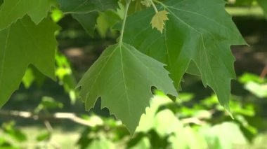 Yeşil asma yaprağı yakın arka plan kadar ılımlı rüzgarda hareket. Doğa aliveness ve tazelik kavramı