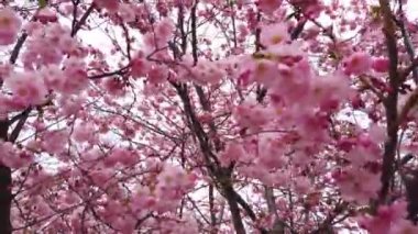 4k video Pembe çiçekler rüzgar ve dalları ile bahar kiraz çiçekleri ile güzel doğa yakın