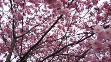 4k video Pembe çiçekler rüzgar ve dalları ile bahar kiraz çiçekleri ile güzel doğa yakın