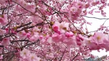 4k video Pembe çiçekler rüzgar ve dalları ile bahar kiraz çiçekleri ile güzel doğa yakın