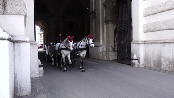 Vienne Autriche Mars 2019 Vidéo Deux Chevaux Blancs Tirés Fiacre — Video