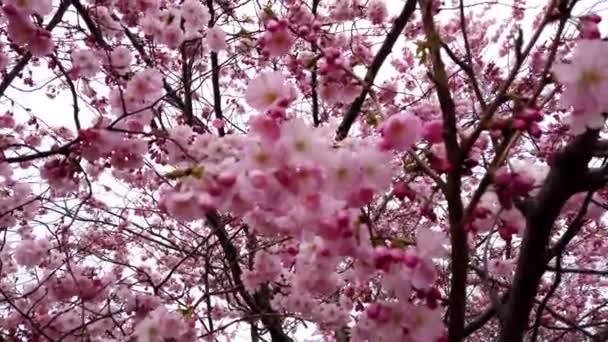 美丽的自然与春天的樱花与粉红色的花风和树枝特写 — 图库视频影像