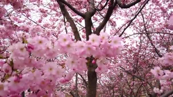 4K動画 ピンクの花風と枝がクローズアップ春の桜と美しい自然 — ストック動画