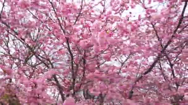 4K動画 ピンクの花風と枝で春の桜を動かす美しい自然 — ストック動画